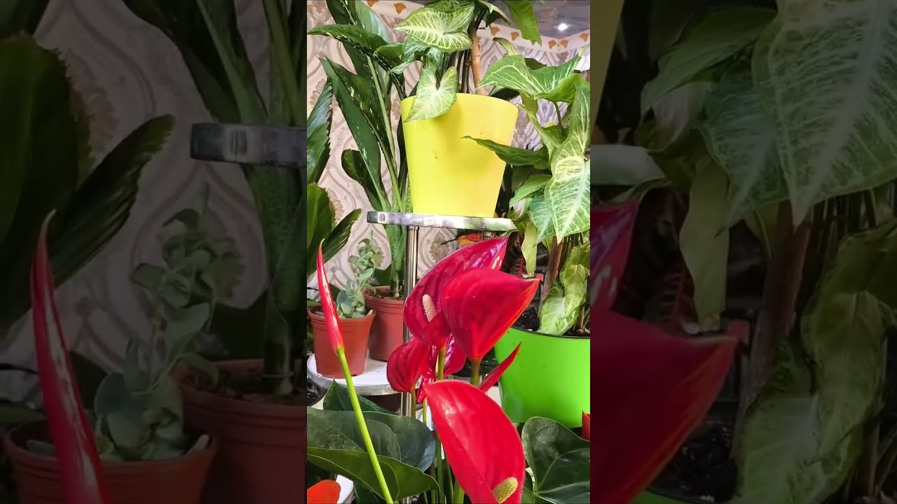flovers_plant_world
