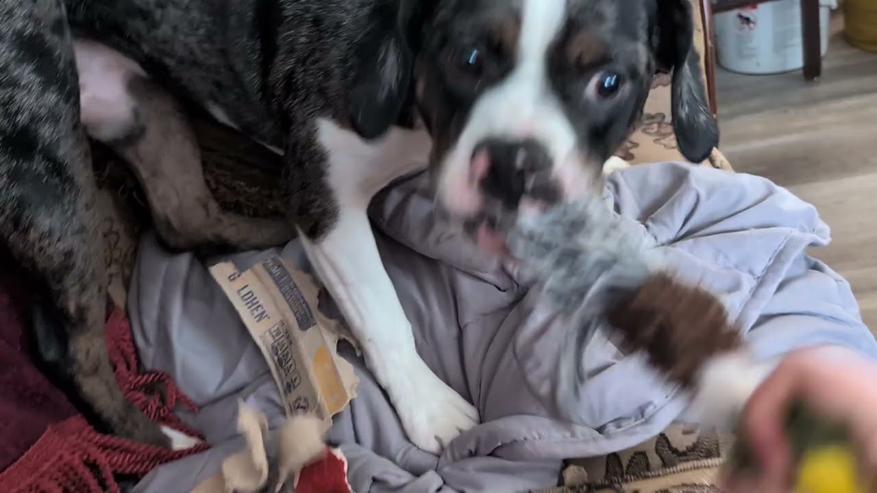 Brutus's Favorite Xmas Gift