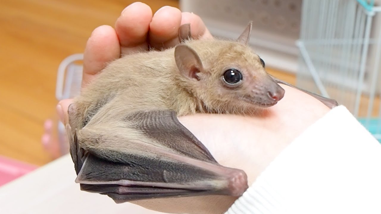 コウモリの赤ちゃんの飼育を始めました