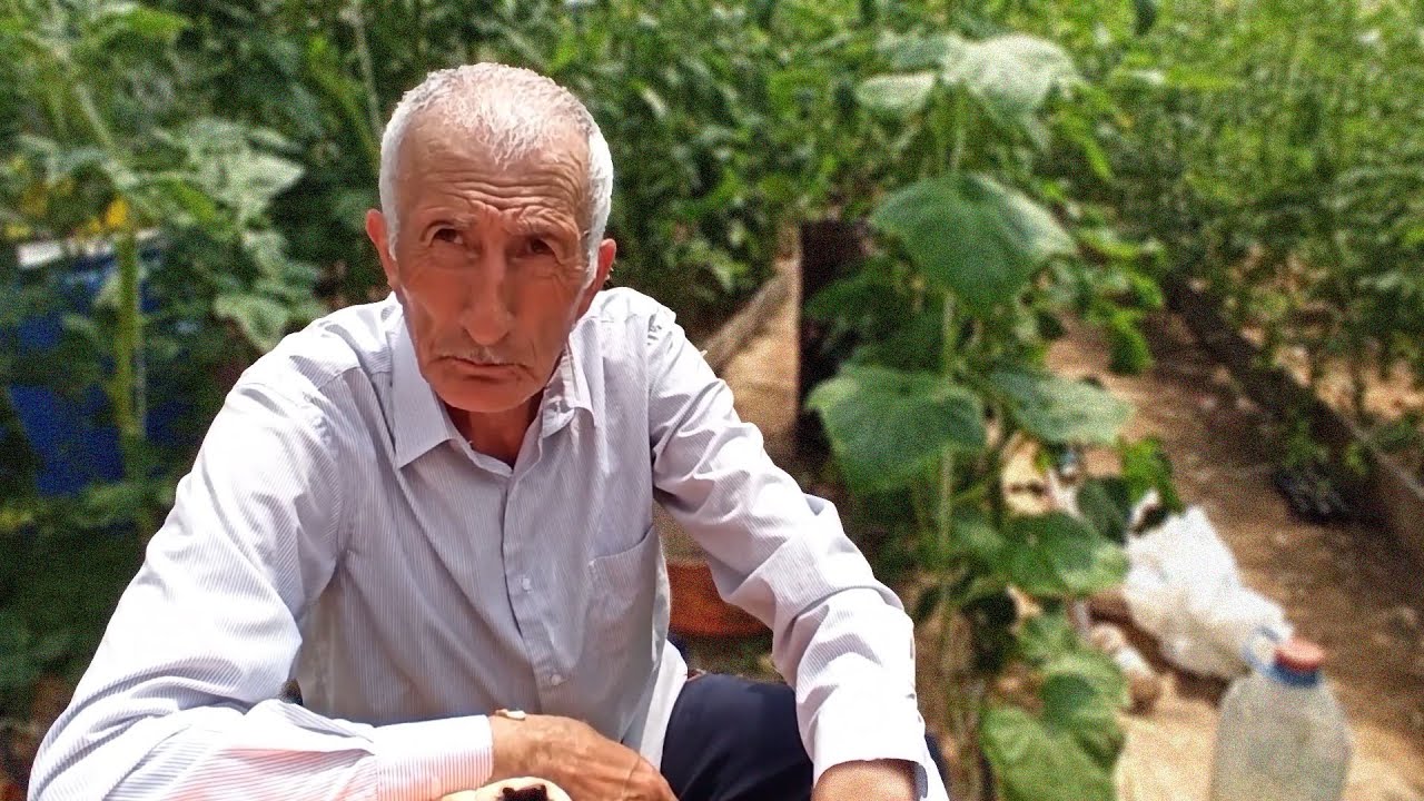 XİYAR HAQQINDA ÜMUMİ MƏLUMAT!