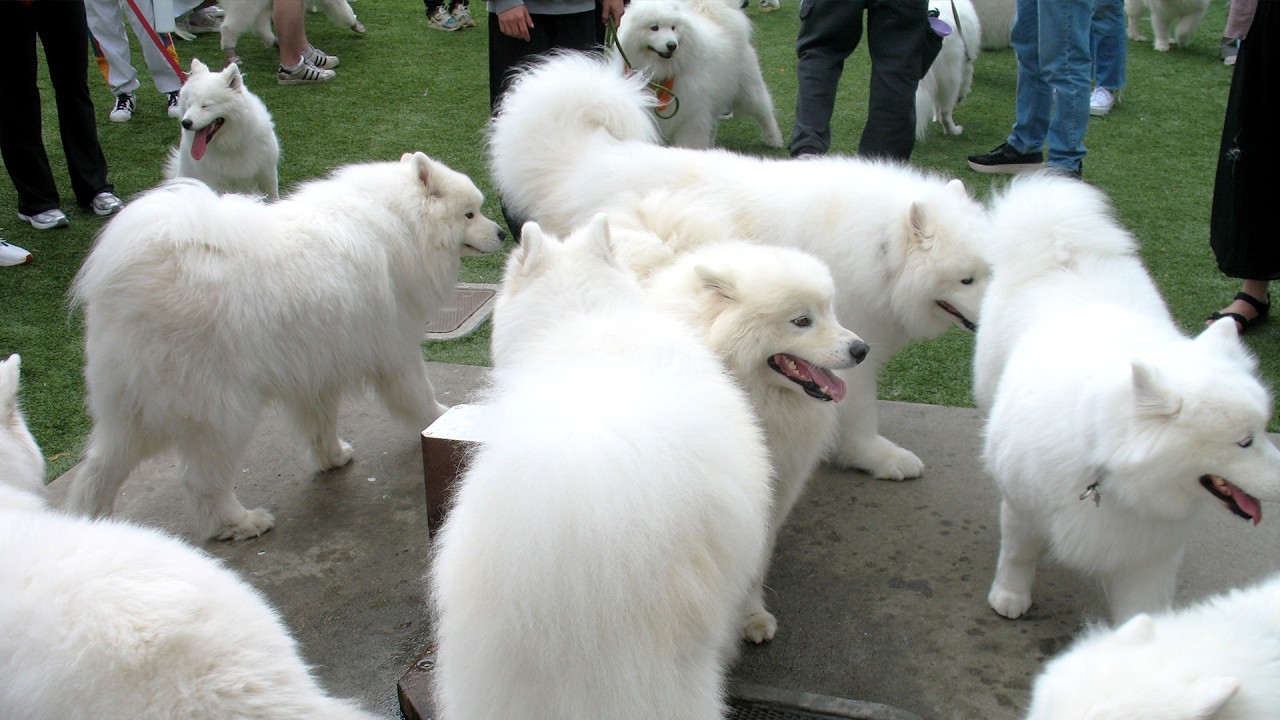 i lost my dog at a samoyed meetup