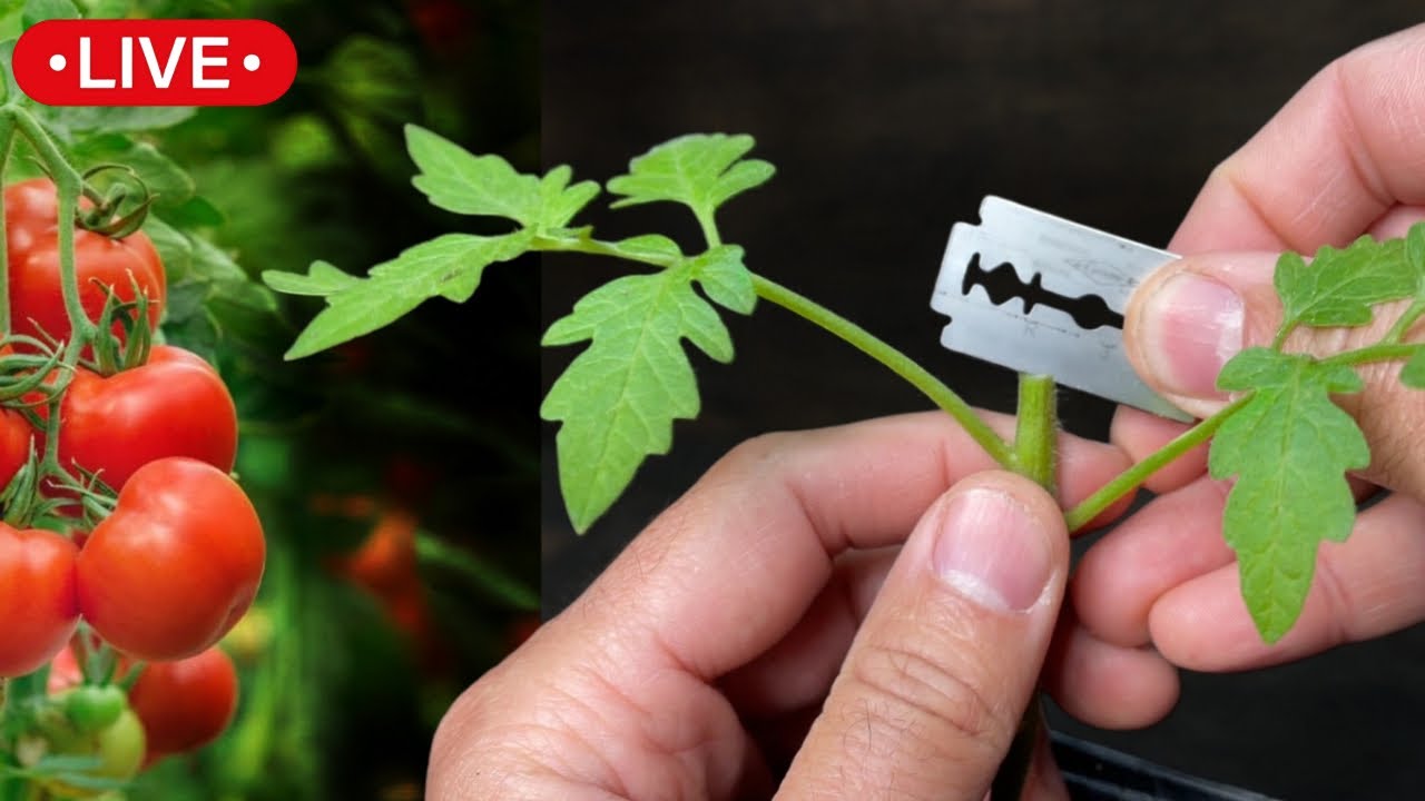 🍅INJERTO en TOMATES, Fácil para Hacer en Casa y Aumentar la Producción