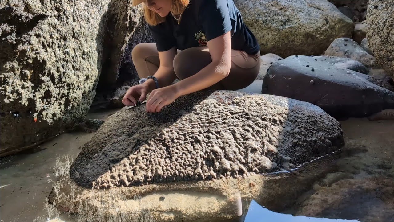Awkward Mystery Rockpool | asmr 🦀