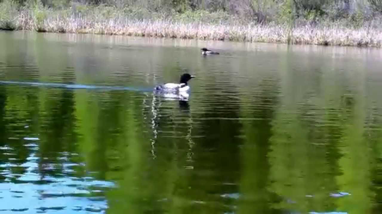 escapeaway loon