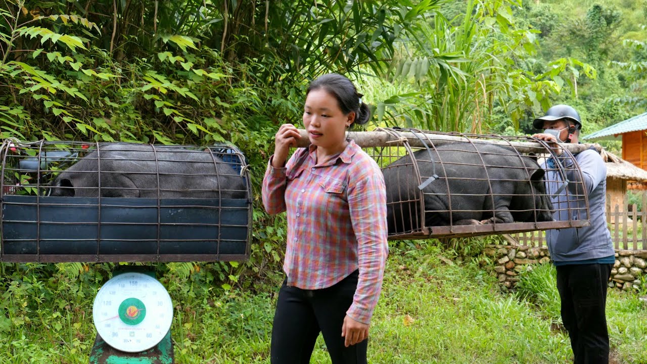 Raising Pigs For More Than 2 Years Got 100kg And Sold it To Traders For 8 Million | Trieu Mai Huong.