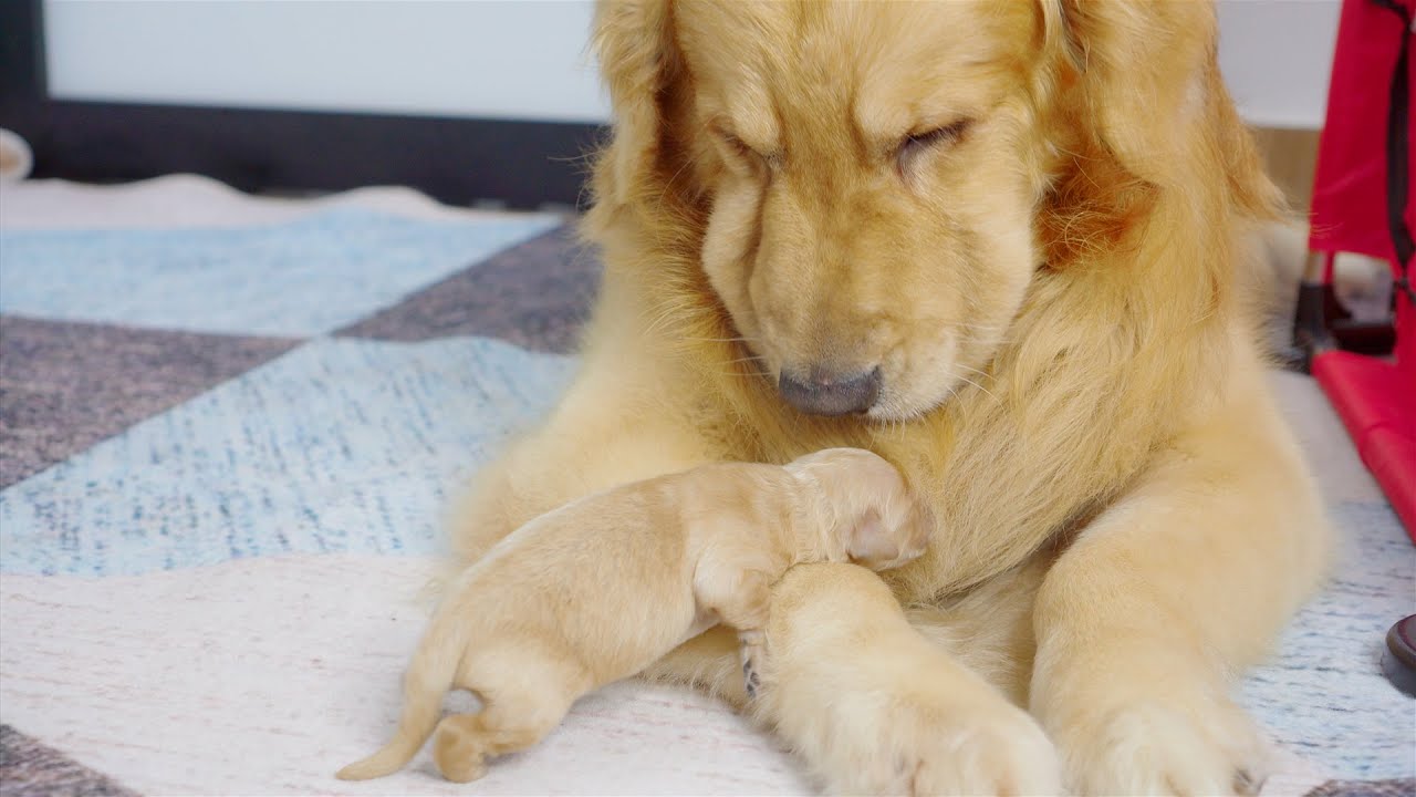 Golden Retriever Totally Confused Meeting His Newborn Puppies for the First Time