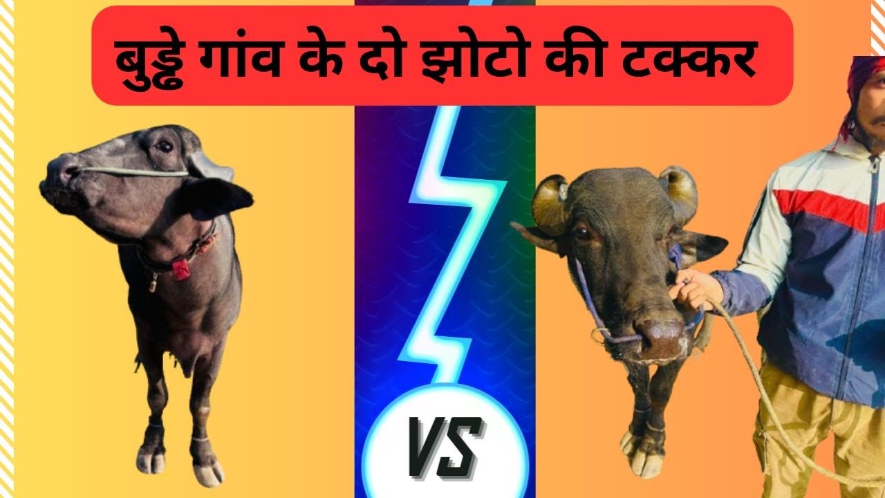 सागर भाई वाला बूढ़ा गाँव के दो शेर चैंपियन एक ही घर में है 