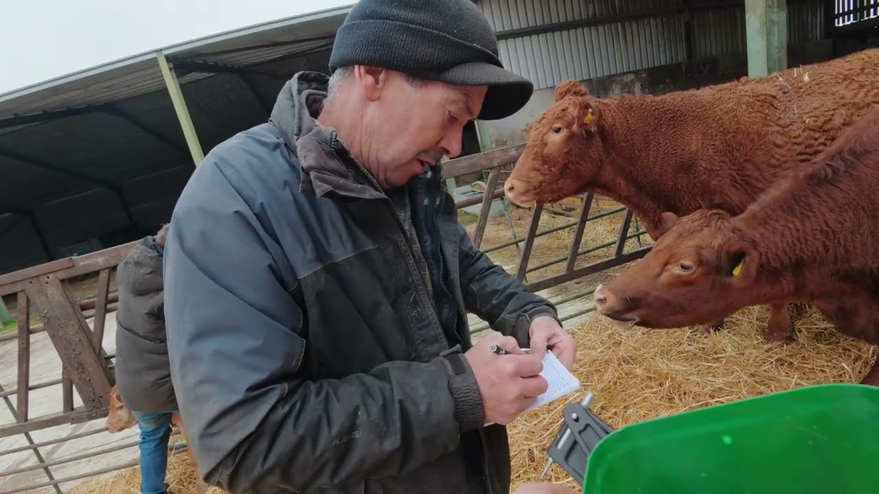 Мечение телят! Продолжается работа с дисками Simba!