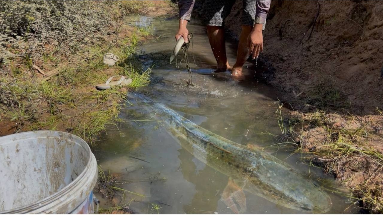 Fish in the countryside and nature during the dry season🐟🐋