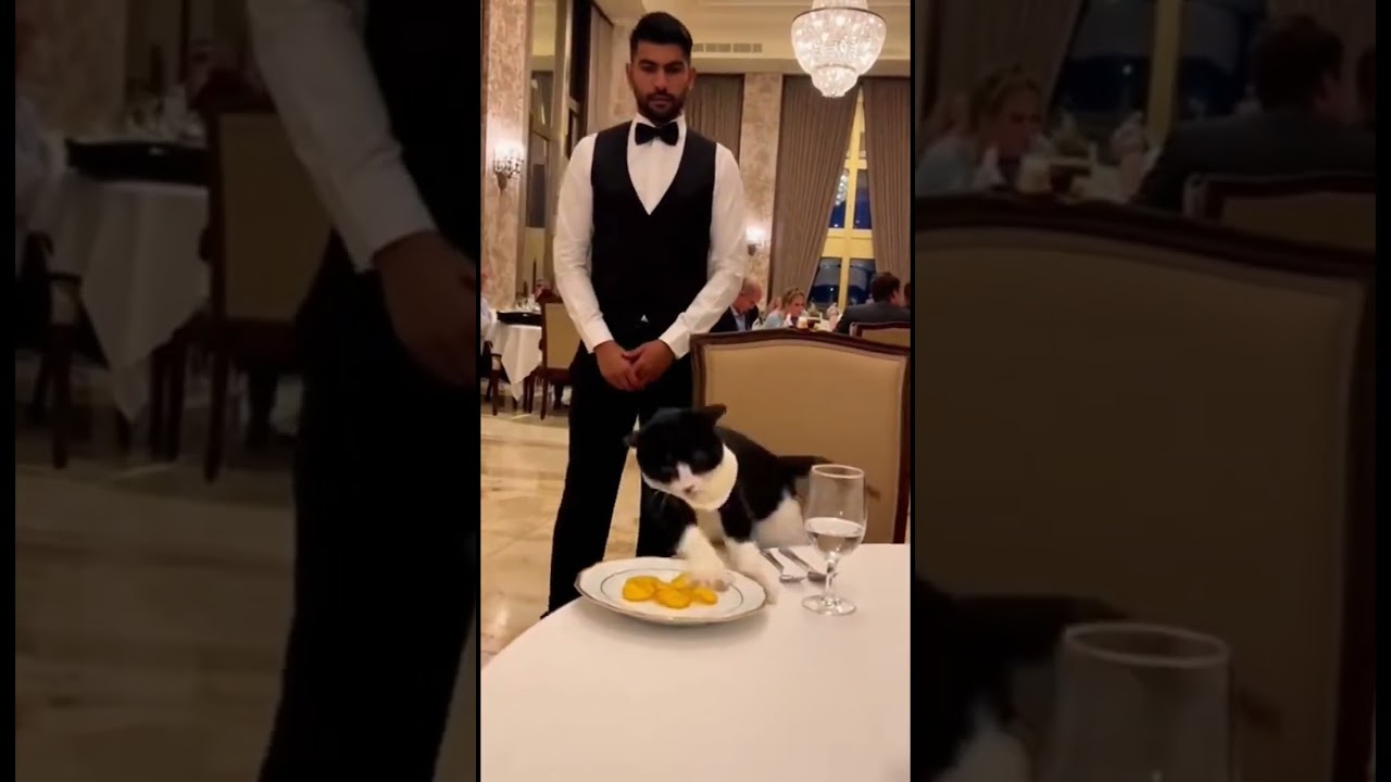 The cat didn't like the food in the restaurant 