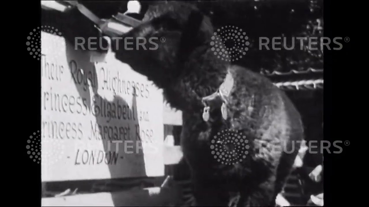 1939 год. Подарки в виде животных для королевских принцесс в Лондонском зоопарке.