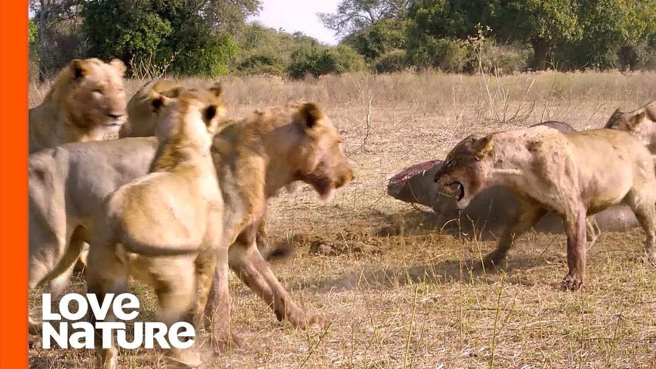 Hollywood Lion Pride&rsquo;s Violent Clash with Nomads | Love Nature