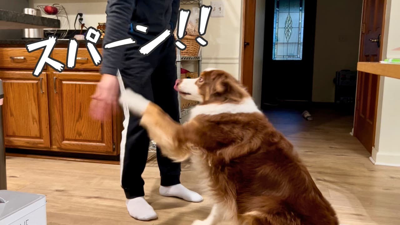 大好物のごはんのときだけキレ味のいいお手をしてくる大型犬｜オーストラリアンシェパード