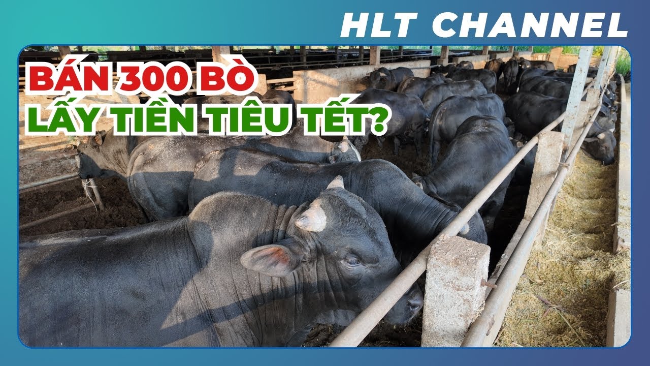Giá Bò & Lợn Tăng Cao!!! Bán 300 Bò Lấy Tiền Tiêu Tết?