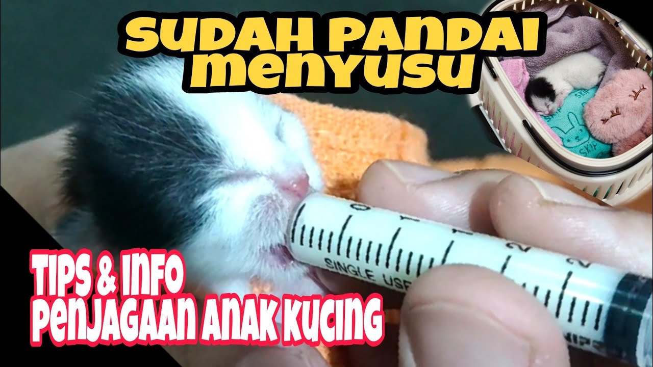 Cara penjagaan anak kucing baru lahir tanpa induk | anak kucing umur 6 hari