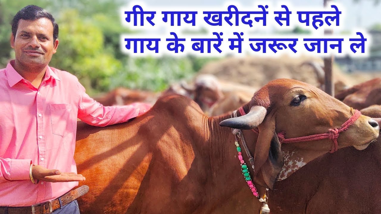 गिर गाय पालन कैसे करे गिर गाय क्या सच मे इतना दूध देती है | Gir Cow Dairy Farm