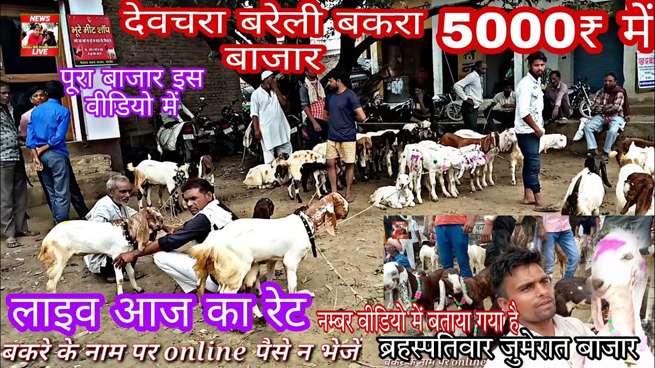 22 सितंबर 2022 लाइव बरेली बकरा बाजार बदायूं रोड पर स्थित है देवचरा 5000₹ नंग devchara Bareilly up