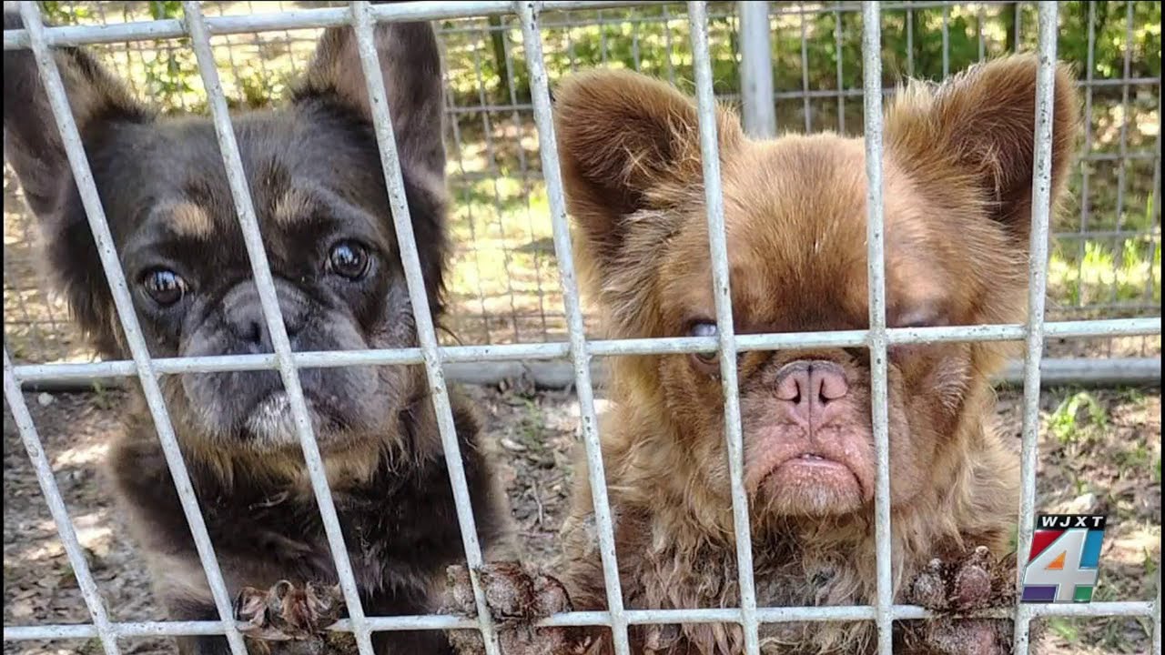 Animal rescue owner questions Jacksonville animal care’s decision to leave Bulldogs in hot weather