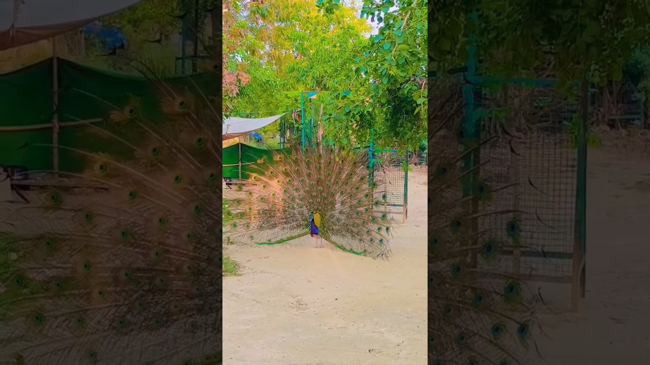 Real peacock in Vrindavan Dham #shorts #shortsvideo #vrindavan #peacock #viralvideo