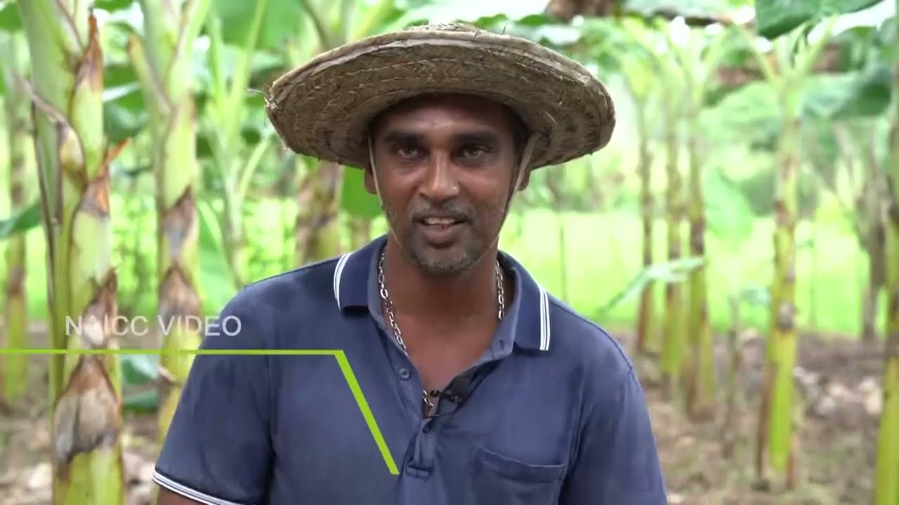 Mihikatha DinuwoTVprogram2022.01.21@6.15p.m on Rupawahini‍ -නැගෙනහිර පළාතේ ආන්තික ඉඩම්වල කෙසෙල් වවමු