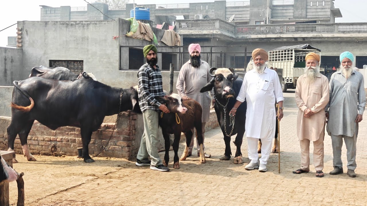 ਨੀਲੀ ਰਾਵੀ ਦੀ ਚੈਂਪੀਅਨ ਮੱਝ 