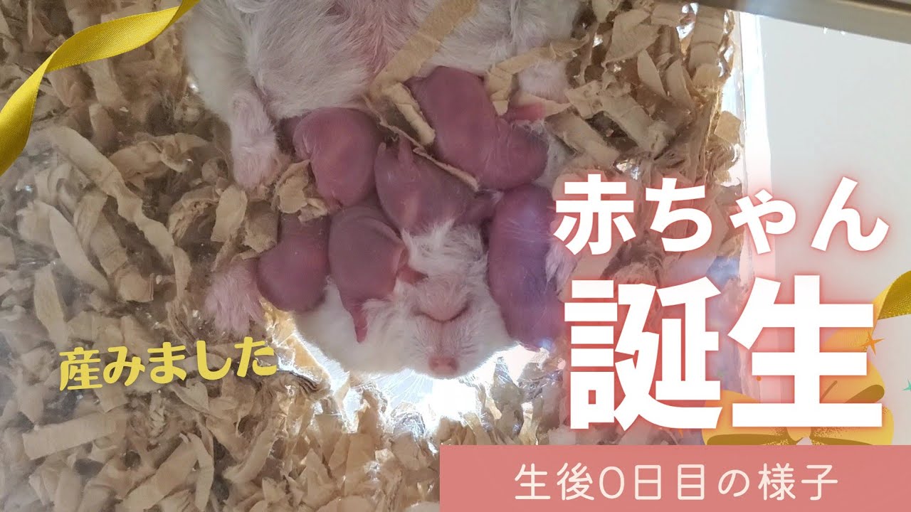 赤ちゃん誕生しました！～生後0日目の成長記録【ジャンガリアンハムスター】