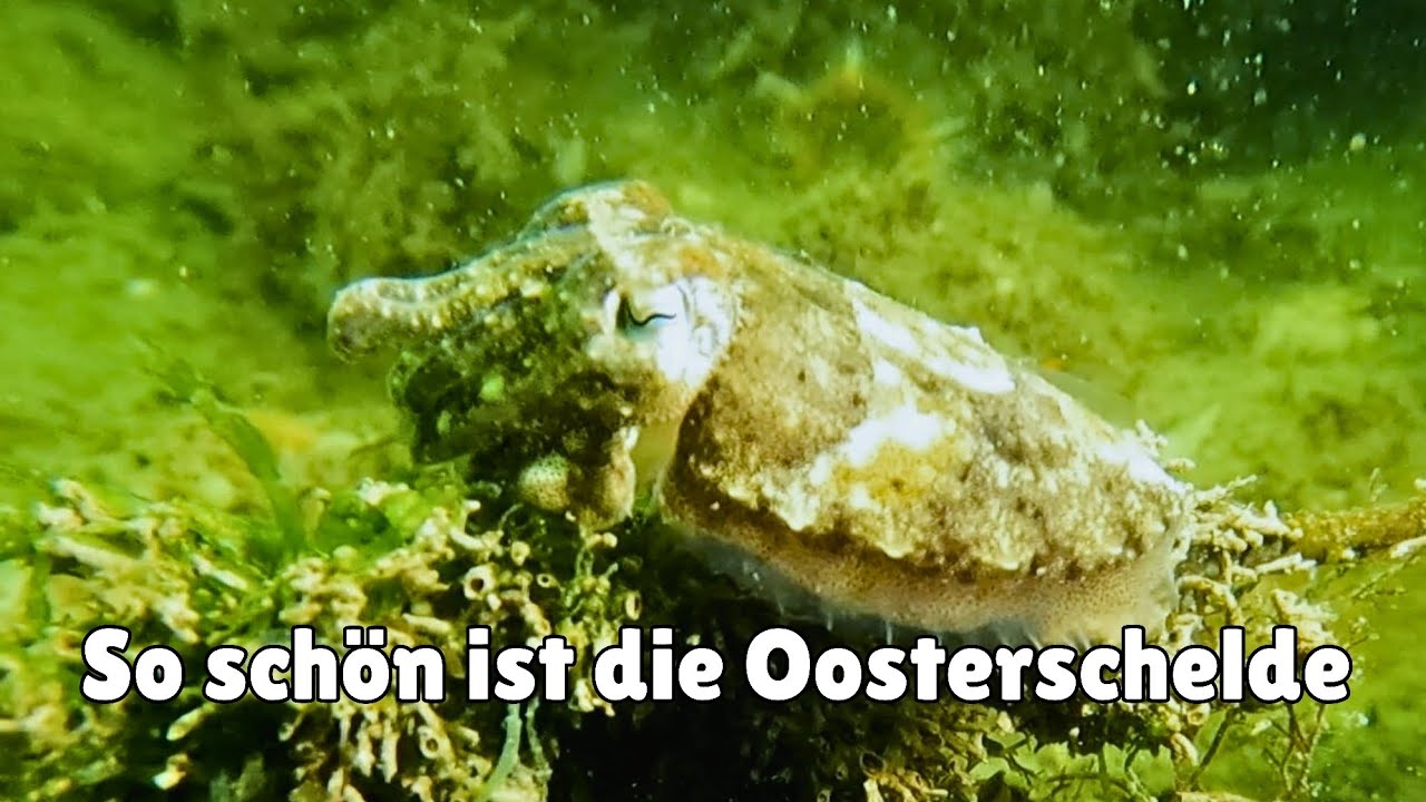 So sch&ouml;n ist die Oosterschelde 