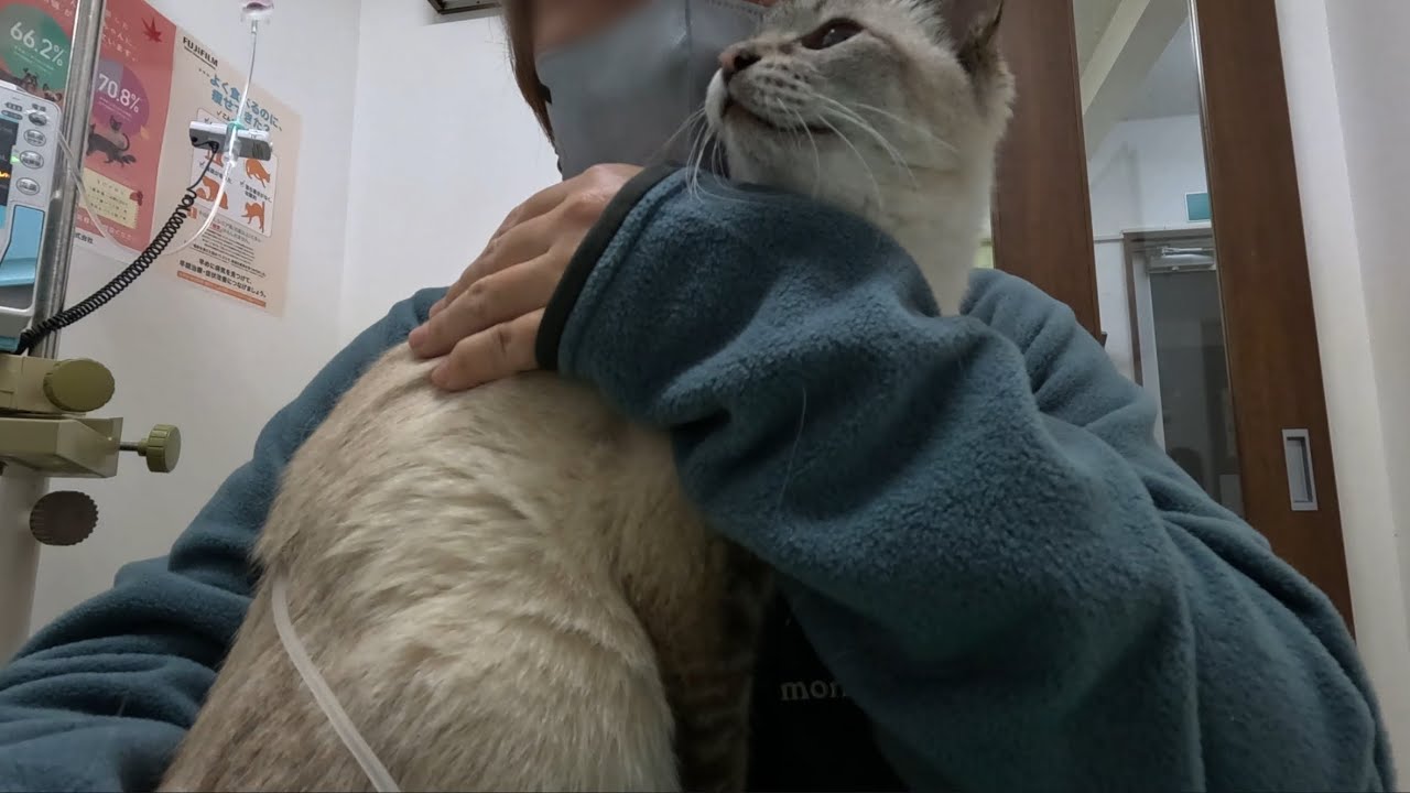 【北海道猫とアオダイショウ】猫の病院～蛇は冬眠モード～