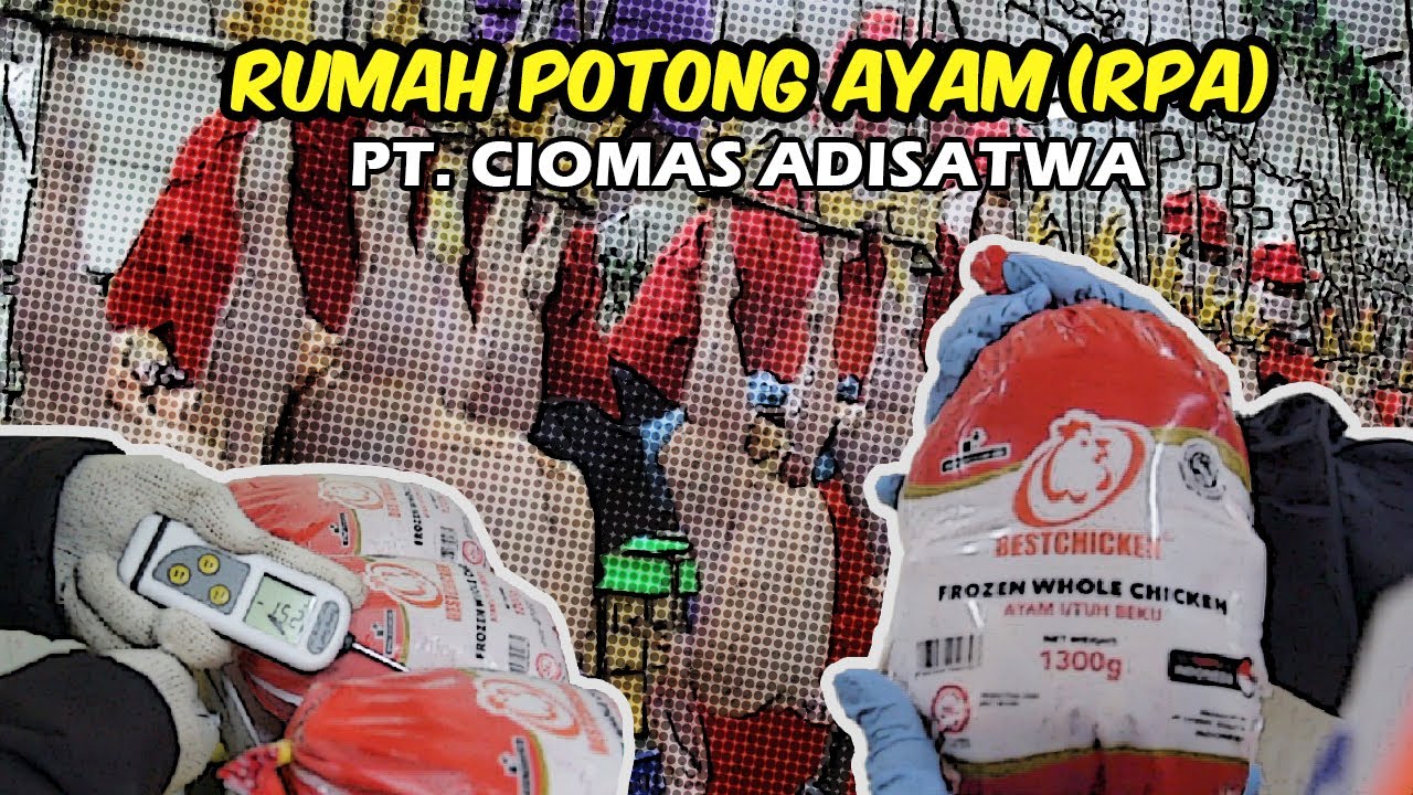 Rumah Potong Ayam (RPA) PT. CIOMAS ADISATWA