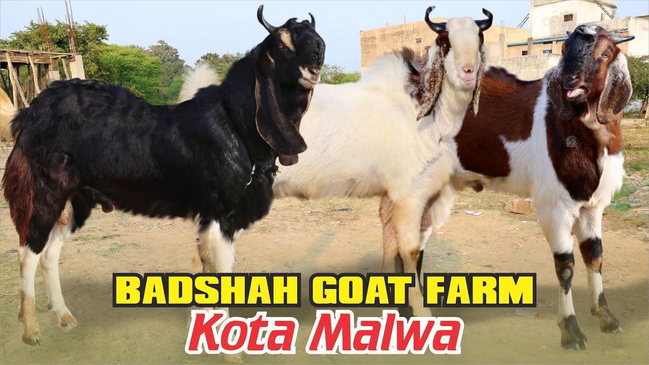 Kota Malwa ka Shandar Adhant & 2 Dant Collection At Badshah 