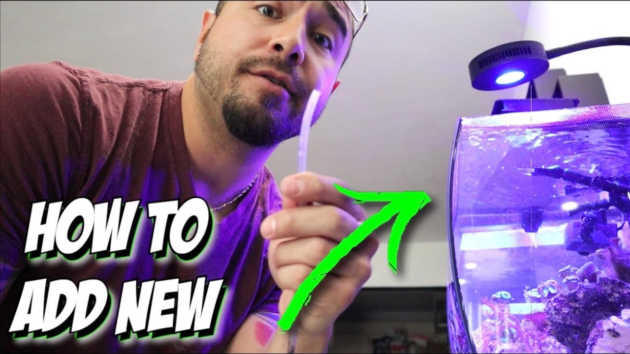 How To Add NEW Additions To Your Saltwater Reef Aquarium | A1A Adventures