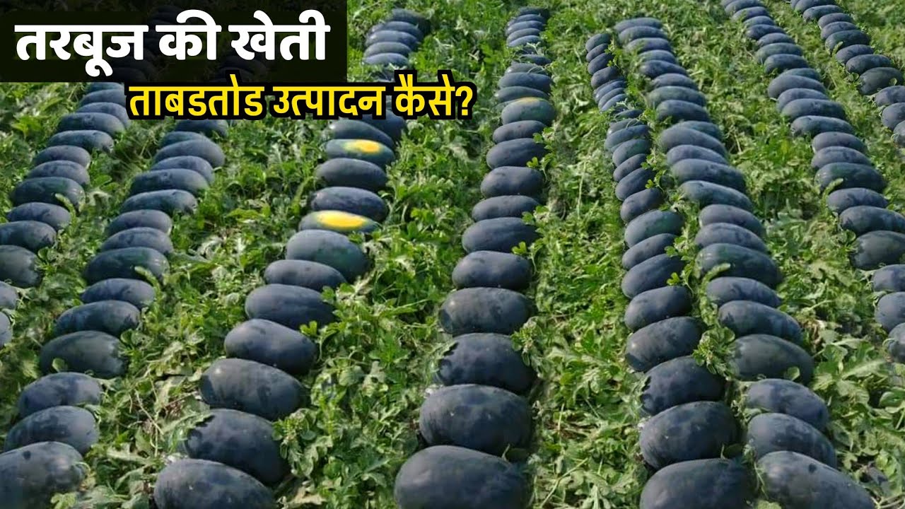 तरबूज की खेती कब और कैसे करें? Tarbuj Ki Kheti Kab Aur Kaise Karen |Ageti Tarbuj Ki Kheti watermelon