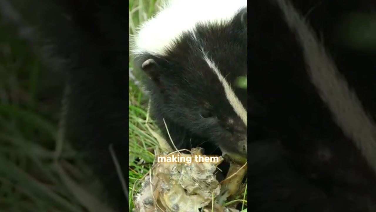 Skunk Diets Unveiled: A Peek Into Their Eating Habits |Fact Hunters #skunks #animalbehavior #animals