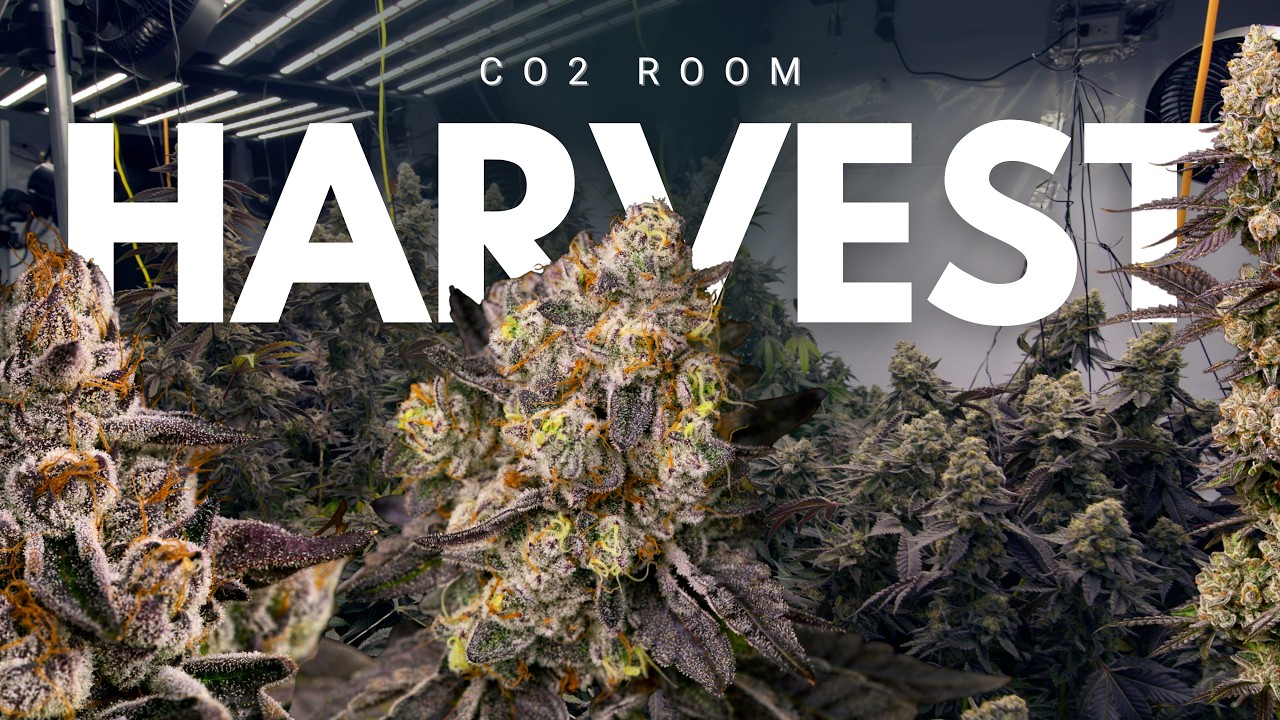 We Harvested MAC 10 & Bloogatti | CO2 Room Tour, Terp Reviews & Late Flower Update