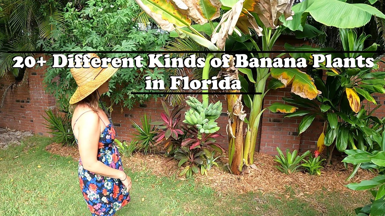 Over 20 Varieties of Bananas in Florida