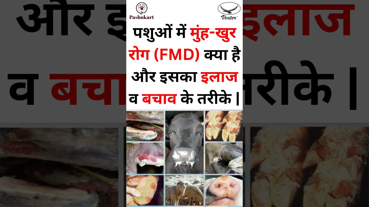 पशुओं में मुंह-खुर रोग (FMD) क्या है और इसका इलाज व बचाव के तरीके |