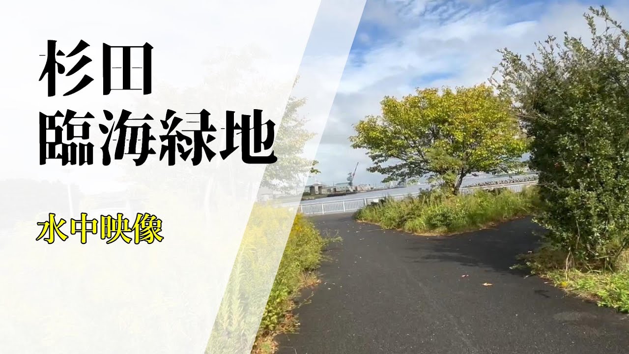 【杉田臨海緑地】　釣り場紹介&水中映像　足元には何が居る？