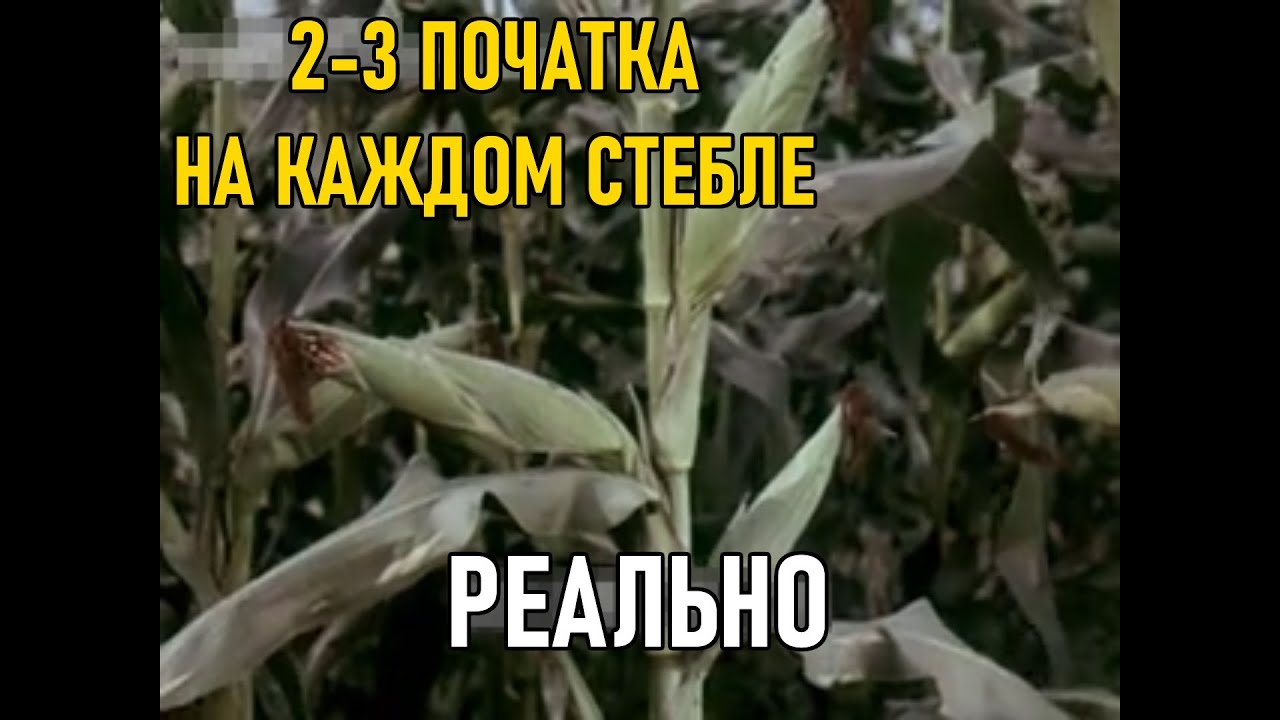 Как увеличить количество початков кукурузы