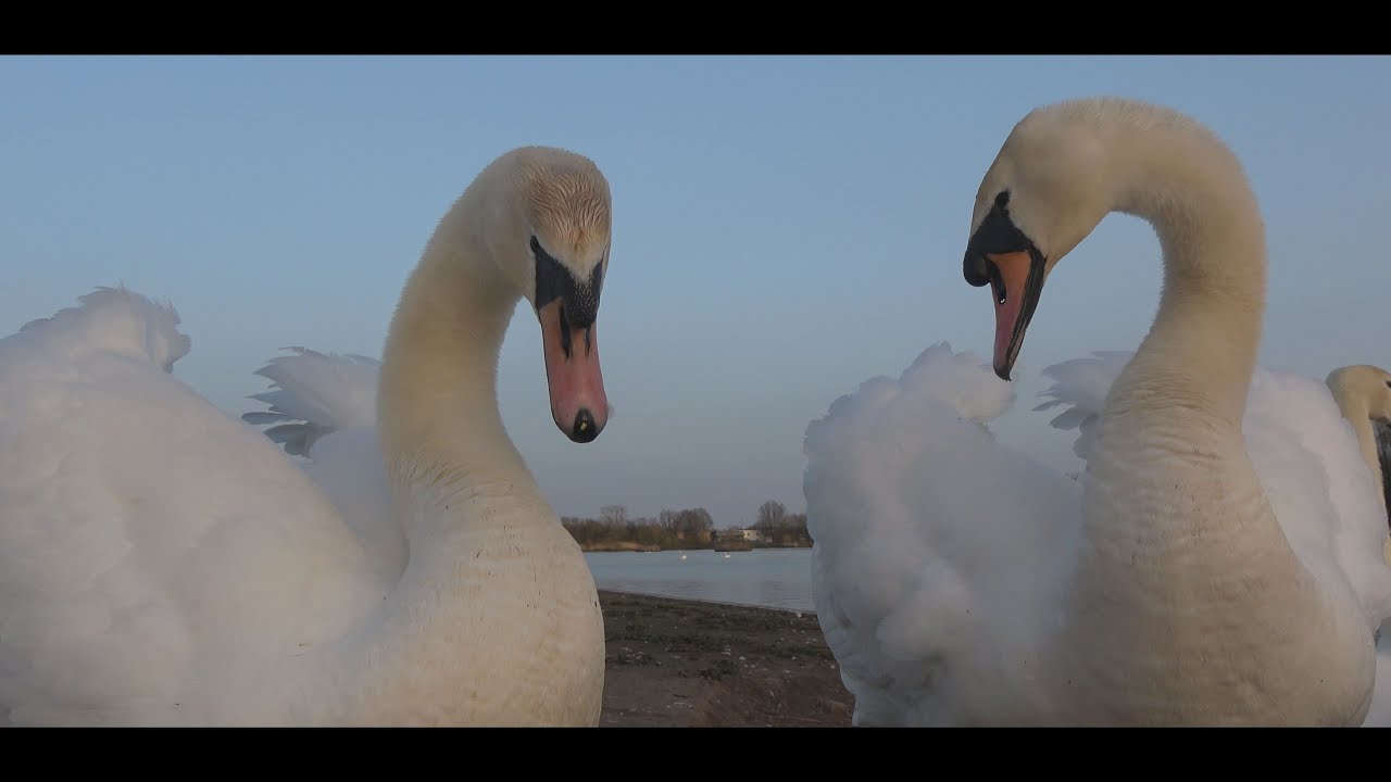 Swans socialising at twilight - Killingworth Lake