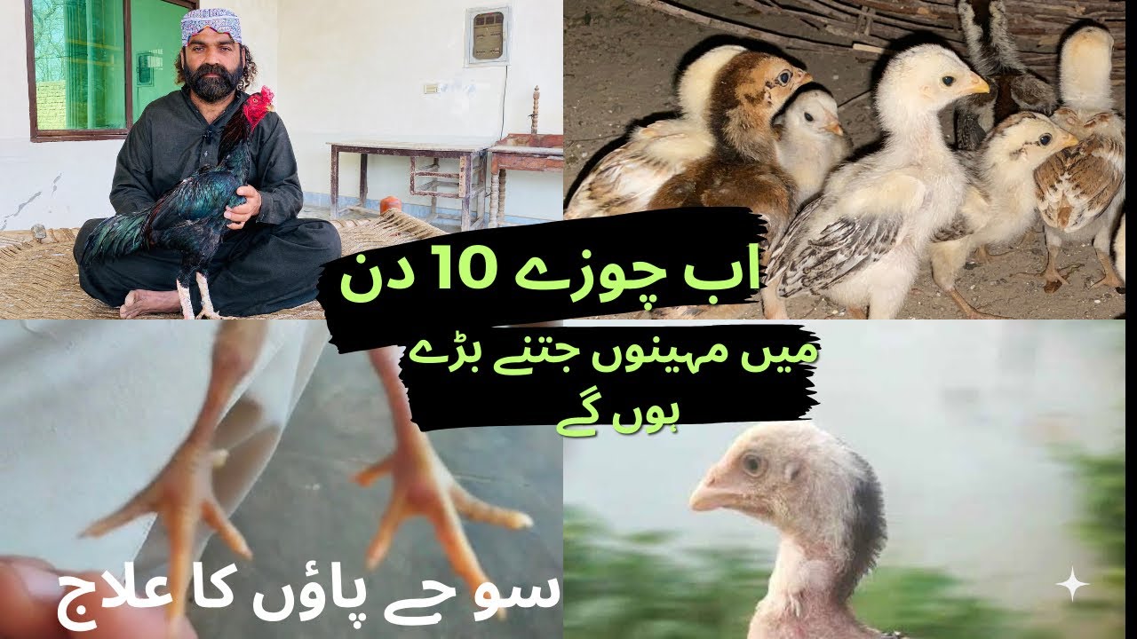 Fast Growth Tips For Aseel Chicks