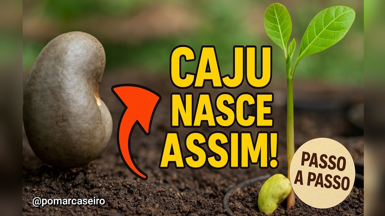 Como Plantar Caju em Casa Pela Castanha. Técnica Simples e Fácil.  #caju #cajueiro