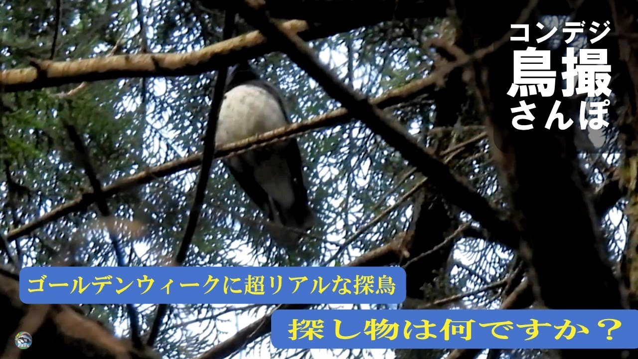 コンデジ鳥撮散歩　探し物は何ですか　リアル探鳥〇〇に出会えるか　兵庫県・北播磨