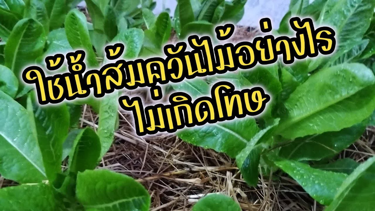 ใช้น้ำส้มควันไม้อย่างไรไม่เกิดโทษ #ปลูกผักสลัด #ใช้น้ำส้มควันไม้ไล่แมลง #เกษตรง่ายๆสไตล์มือใหม่