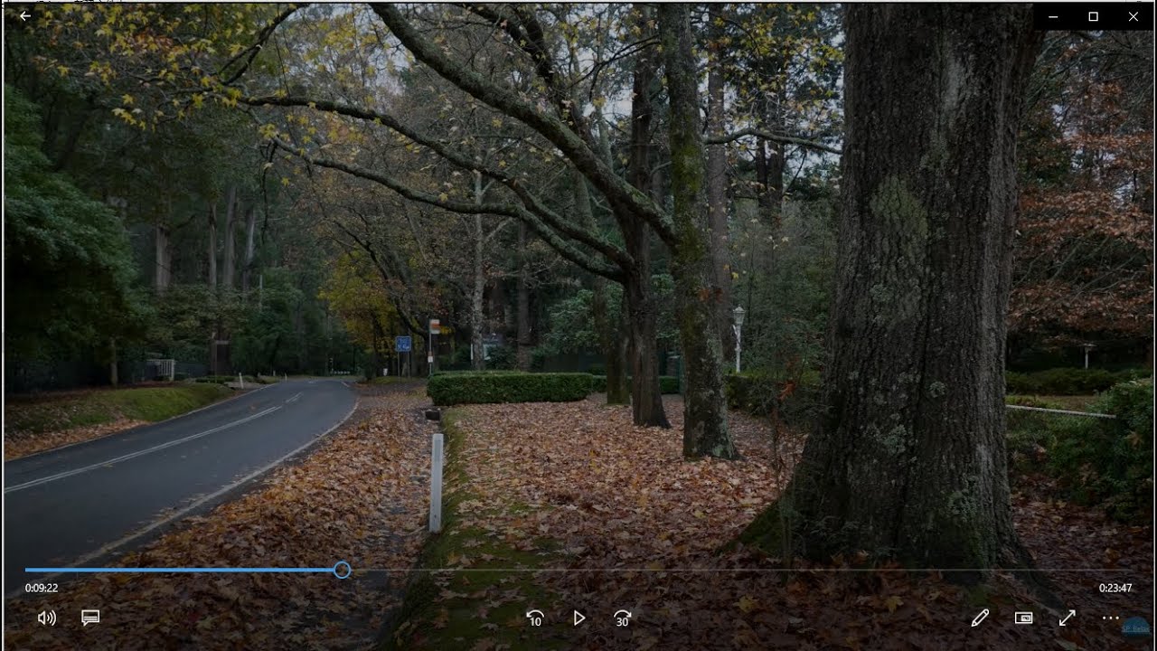 Relaxing sounds with Beautiful Nature - Australia Ferny Creek Bushland Reserve【4K】