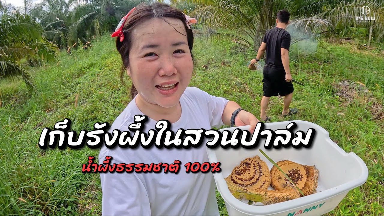 ไปเก็บรังผึ้งกัน ความหวานน้ำผึ้งธรรมชาติแบบฟินๆ Honey | It's Bow