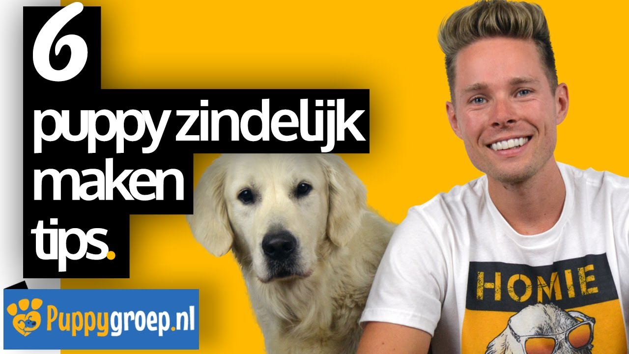 6 Puppy Zindelijk Maken Tips voor de Snelste Resultaten (Puppy Zindelijkheidstraining)