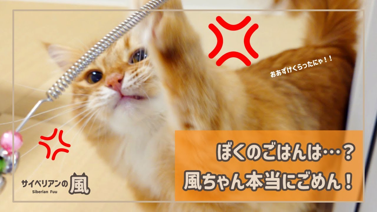 【#87】ぼくのごはんは…？風ちゃん本当にごめん！【サイベリアンの男の子】
