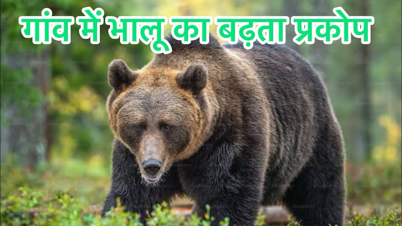 गांव में बढ़ता भालू 🐻 का प्रकोप #सावधानी बरते #सतर्क रहे 