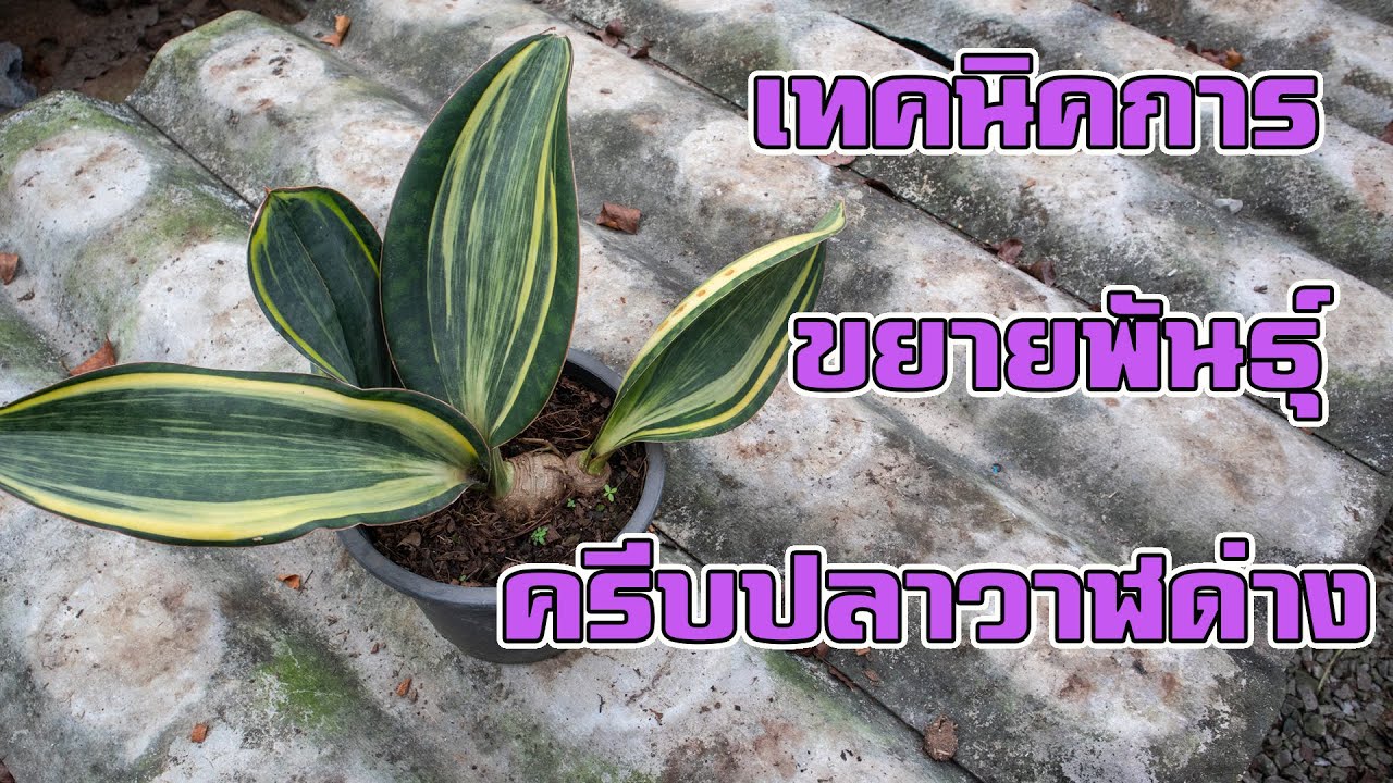 เทคนิคการขยาย พันธุ์  ครีบปลาวาฬด่าง  ไม้ฟอกอากาศ เลี้ยงง่ายตายยาก สวนลุงช้อย ไม้ประดับ