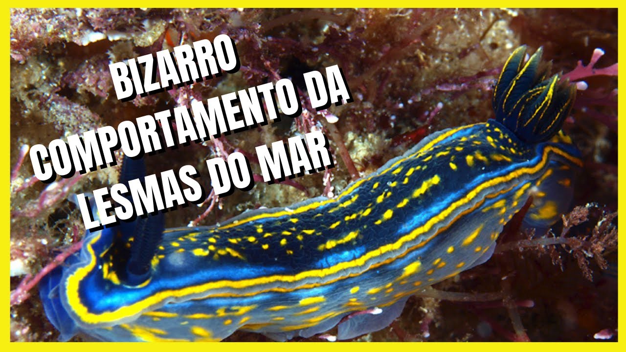 misterio bizarro comportamento da lesma do mar